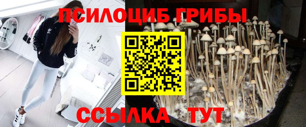 Новозыбков  Галлюциногенные грибы прущие грибы  Вход с VPN 